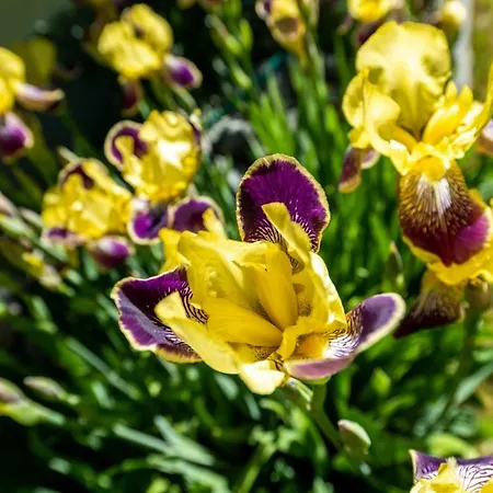 Apartman Sandpiper - Ein Nest Fur 2 *